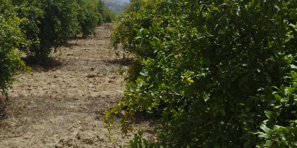 Production Za'atar