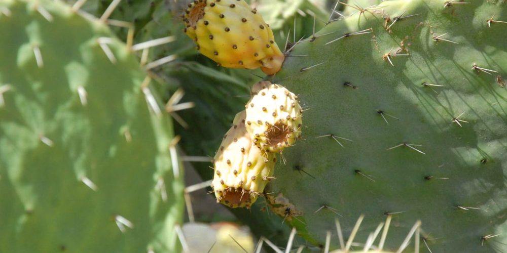 Récolte des plantes