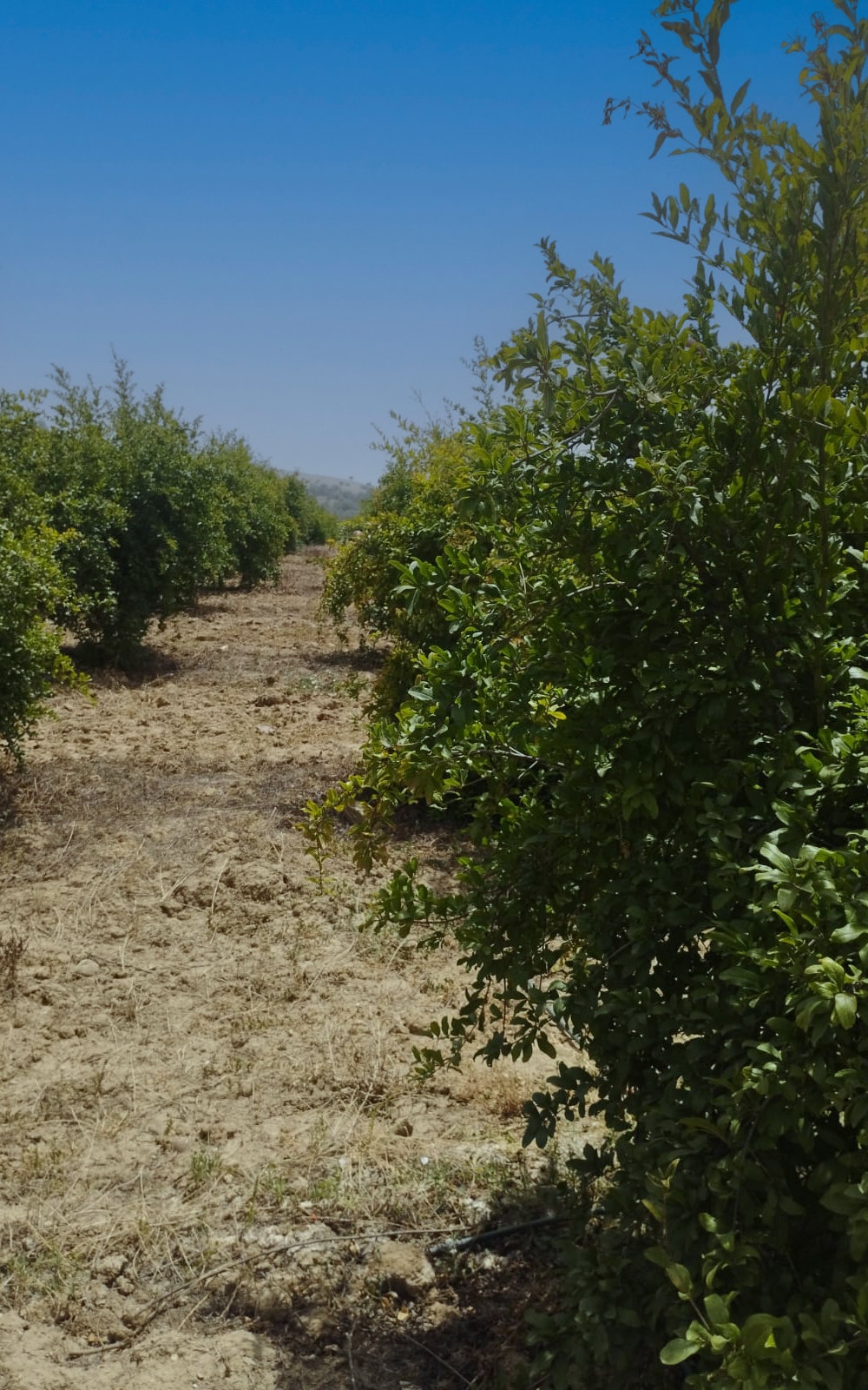 Site de production Za'atar au Maroc